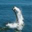 Megalops